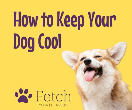 How to Keep Your Dog Cool and Happy This Summer