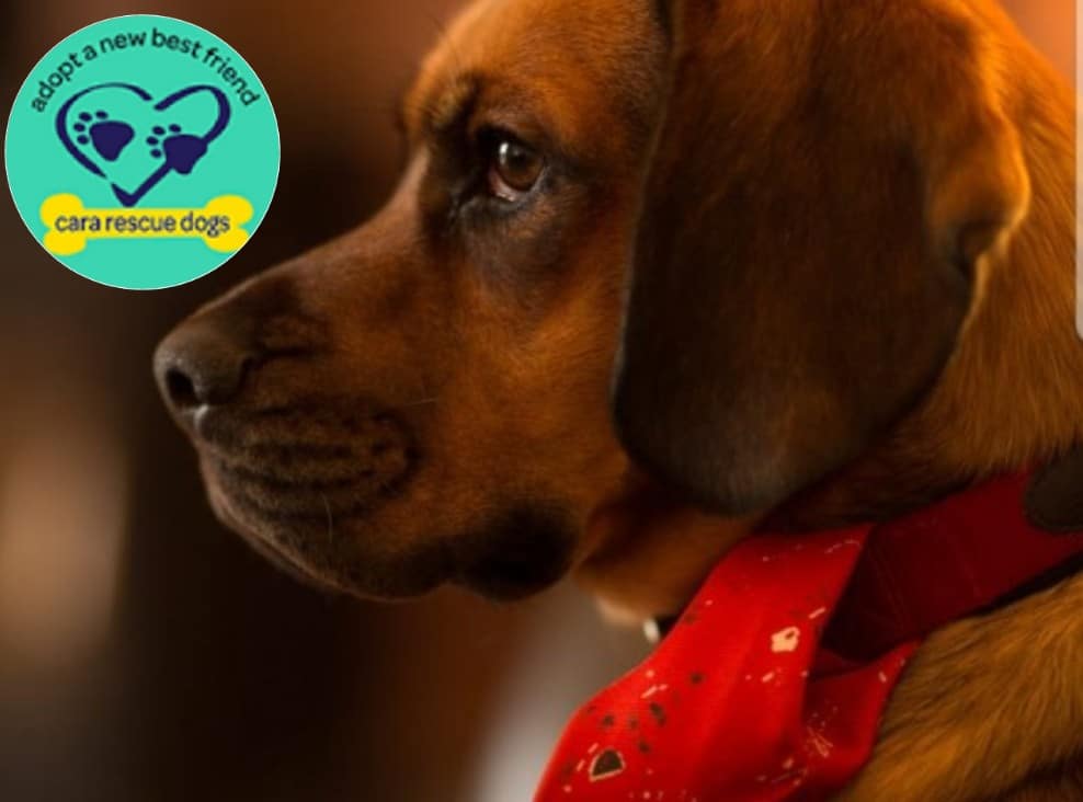 cara rescue christmas cards