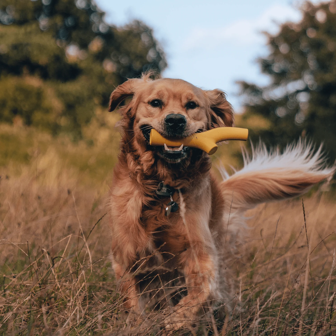 Retriever dog running through grass with a Beco Orange Rubber Stick in its mouth.