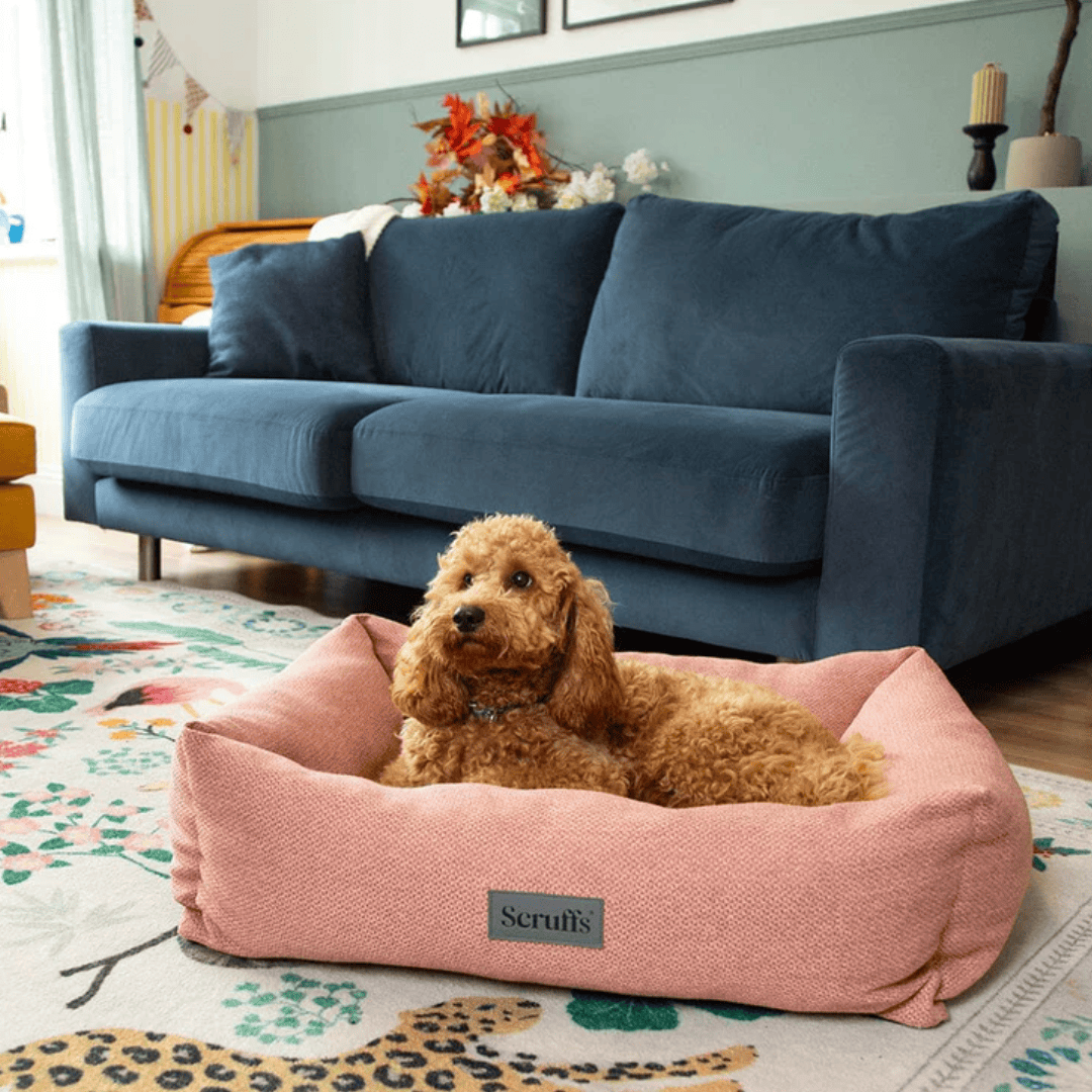 Poodle type dog in a Scruffs Seattle Box Bed in front of a blue sofa.