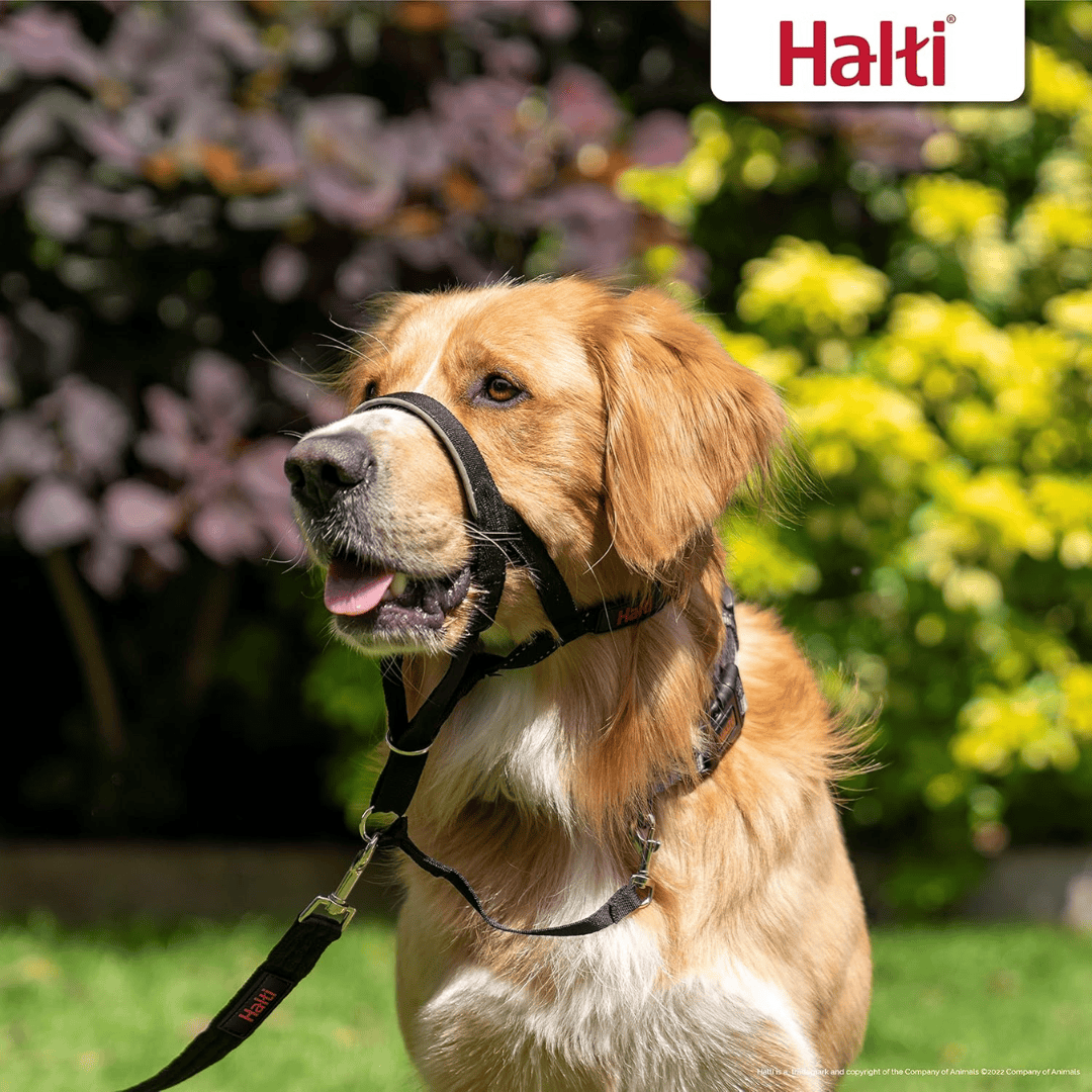 Halti Head Collar for Dogs