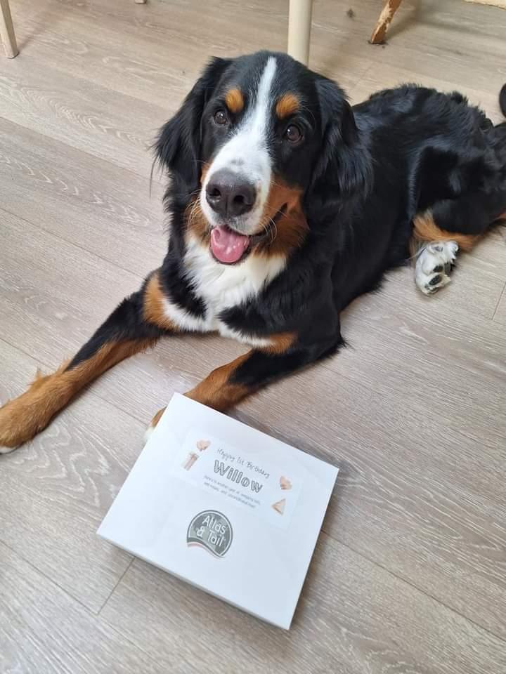 Willow the dog with her Atlas and Tail Birthday Gift Box for dogs