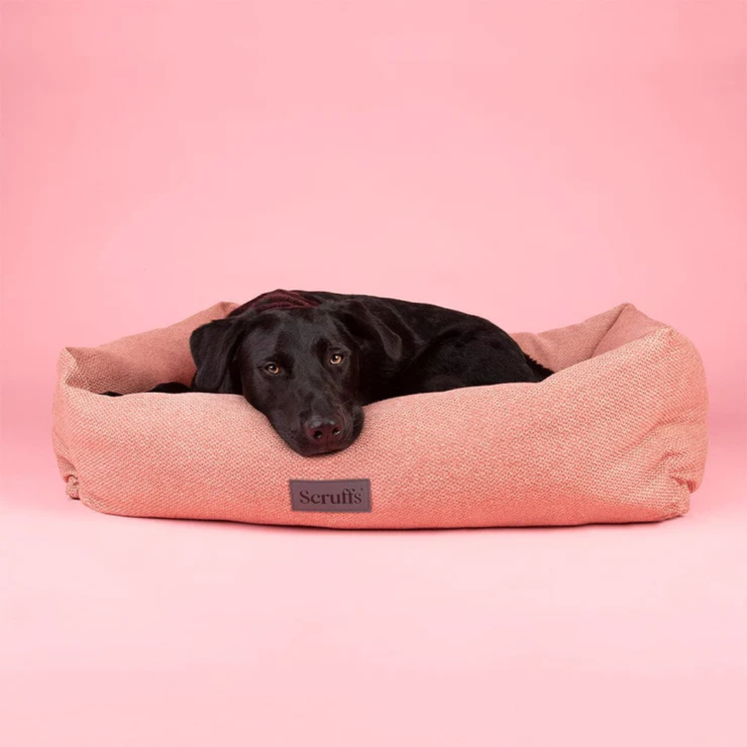 Black retriever type dog in Scruffs Seattle box bed.