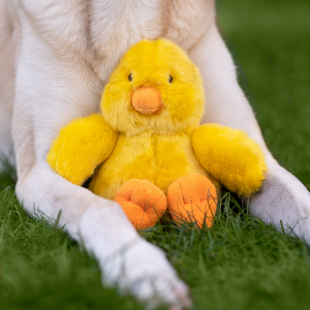 Fluff & Tuff Howie Duck Plush Dog Toy sitting in between the legs of a golden retriever. Toy is a yellow colour with an orange beak and feet. They are on the grass.