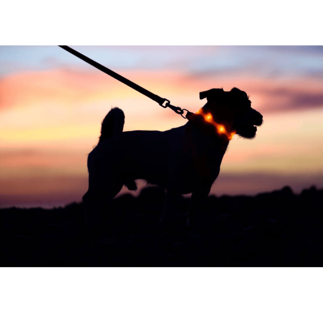 NightWalk Safety Light Collar