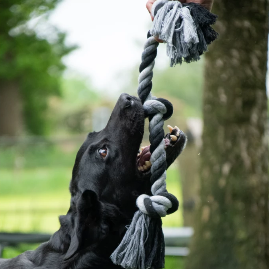 Floss Toss Dental Rope Toy