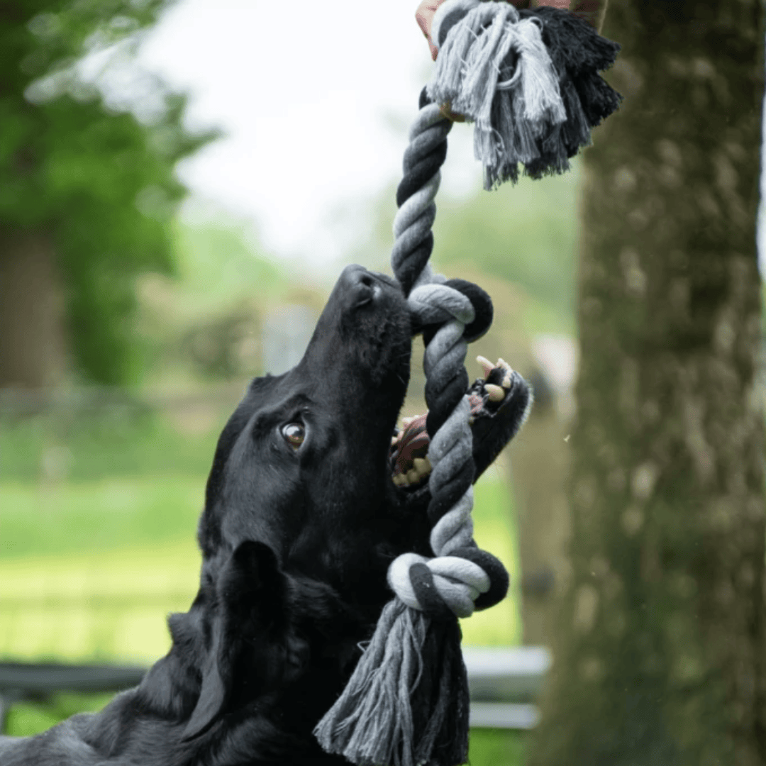 Floss Toss Dental Rope Toy