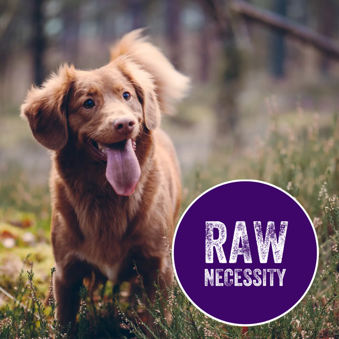 Raw Necessity Duck 80:10:10