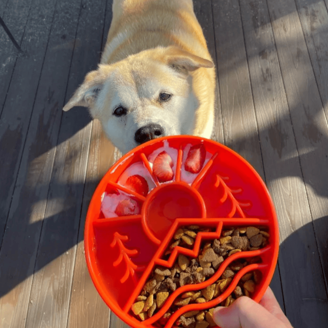 A dog about to be fed from the Sodapup Great Outdoors Slow Feeding Bowl in orange.
