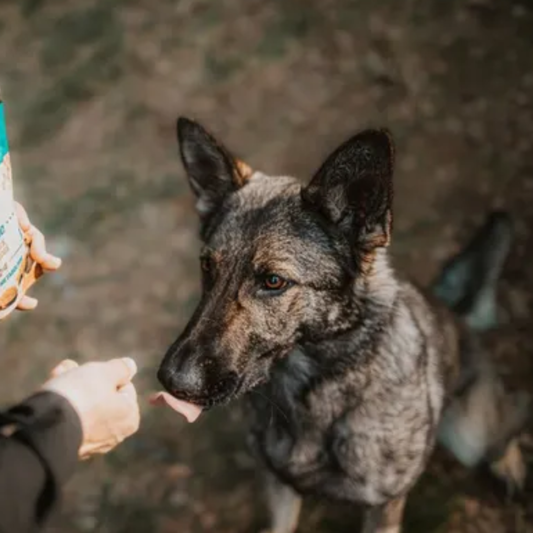 An owner feeding their dog a Carnilove Sardine with wild garlic soft snacks. They are in the forest.