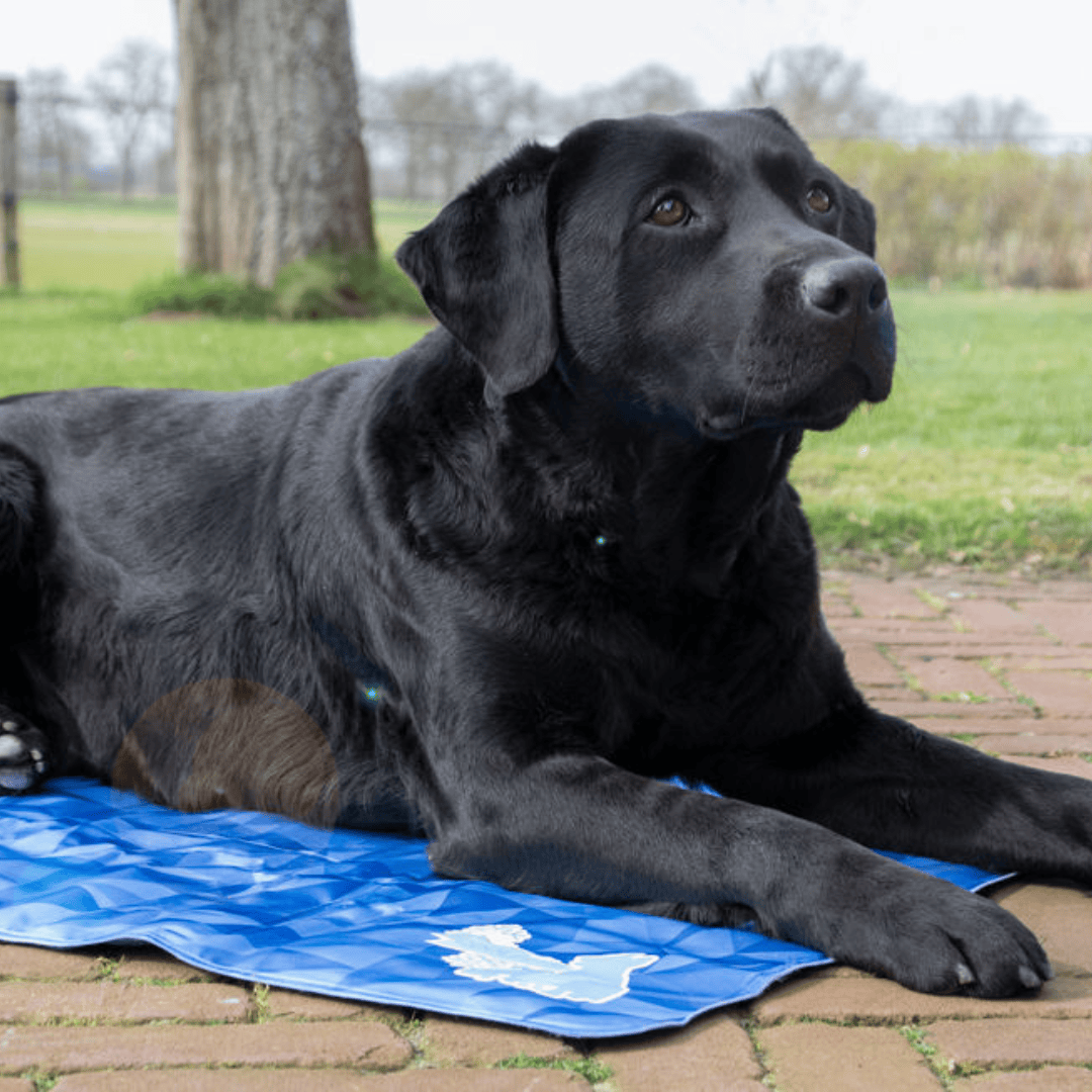 Dog Cooling Mat