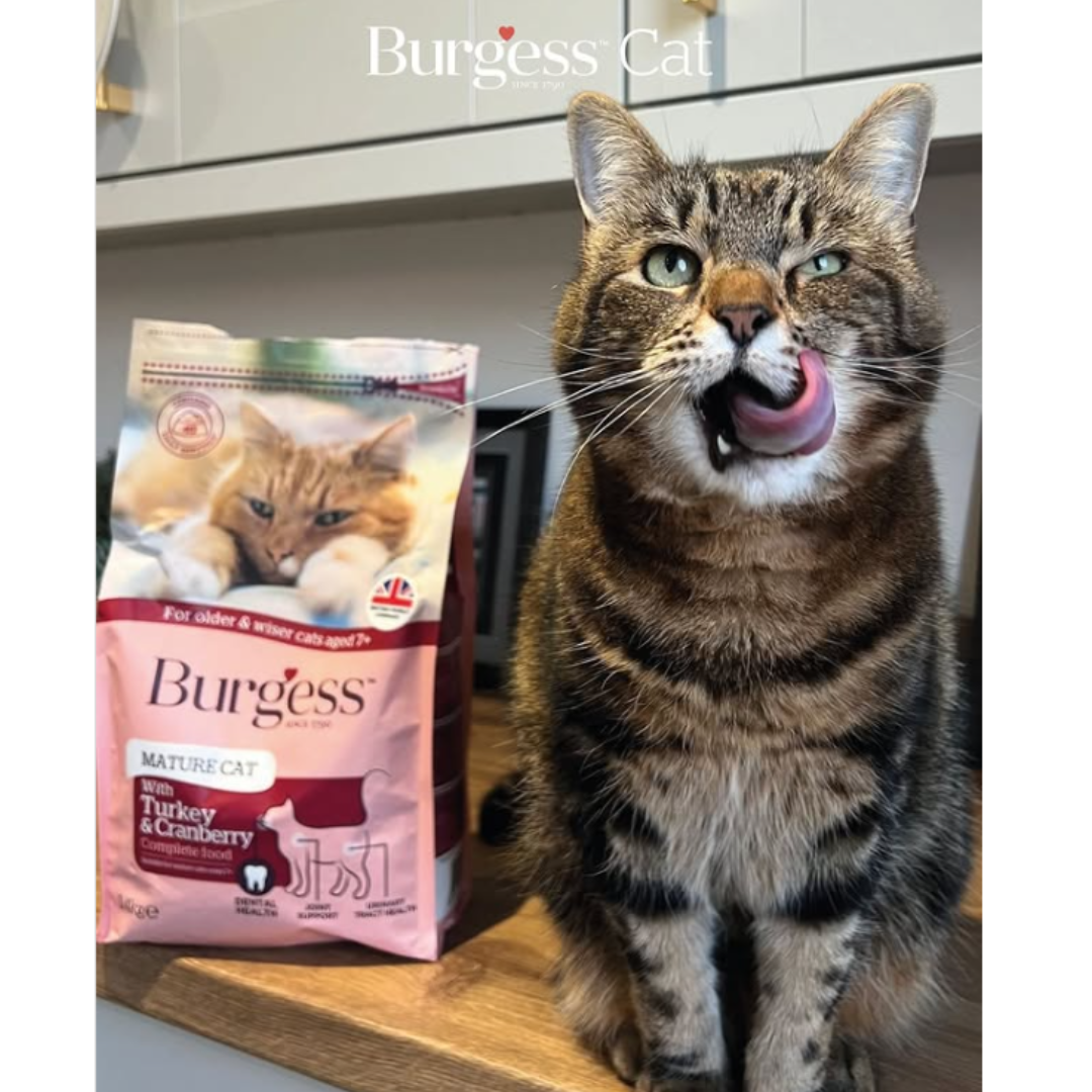 There is a bag of The Burgess Scottish Salmon Cat Food on a counter with a cat sat on the counter beside it.