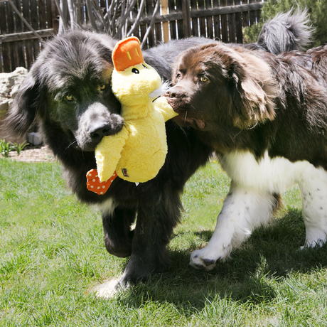 Two newfoundland dogs playing with a Kong Comfort Jumbo Duck