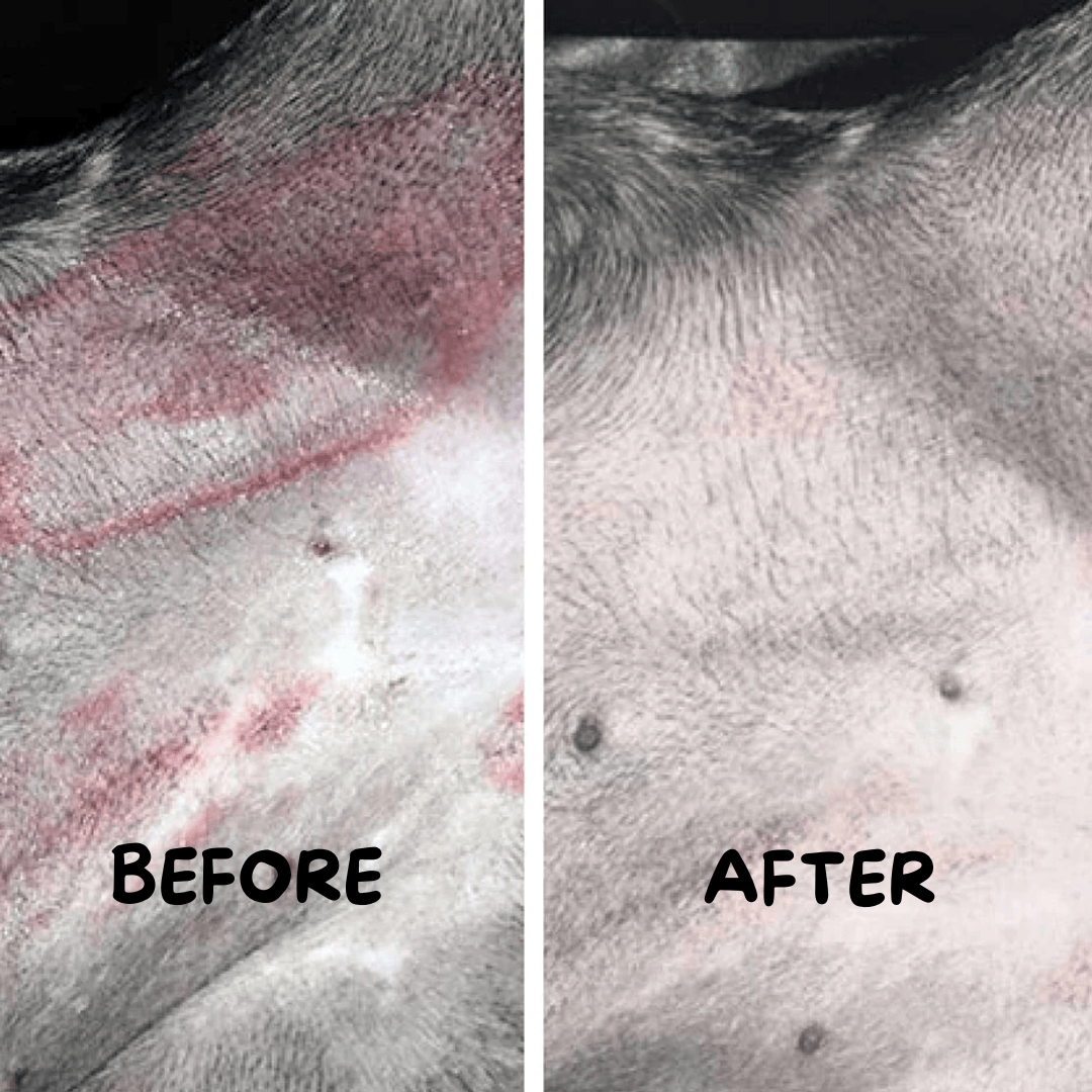 A before and after photo of a customer who used this product on their dog.