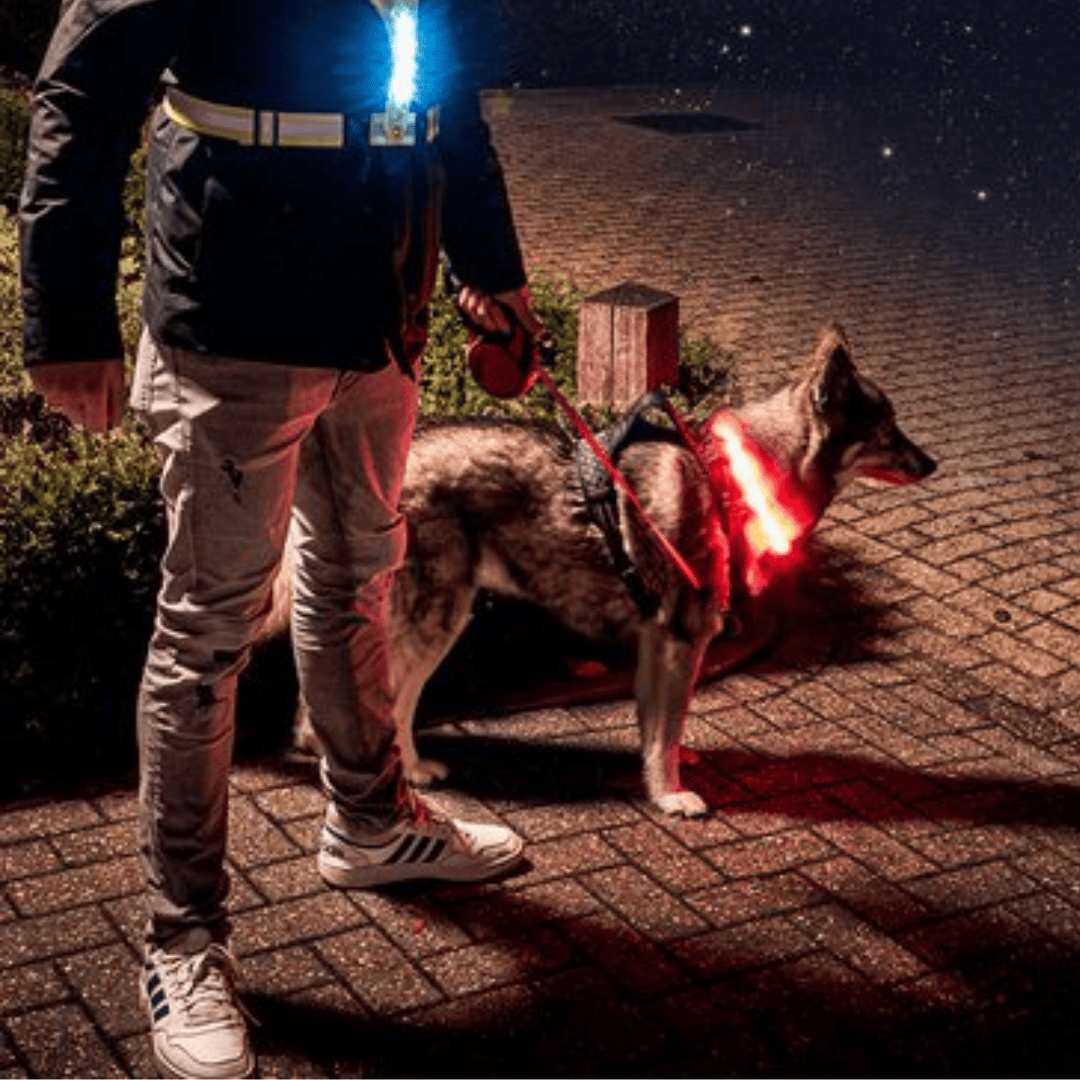 NightWalk Safety Light Collar