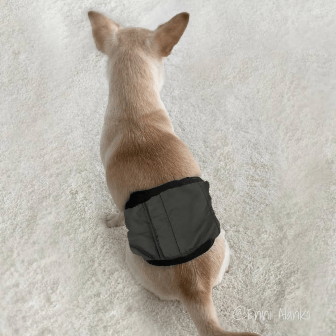 Finnero JustInCase Male Dog Belly Band