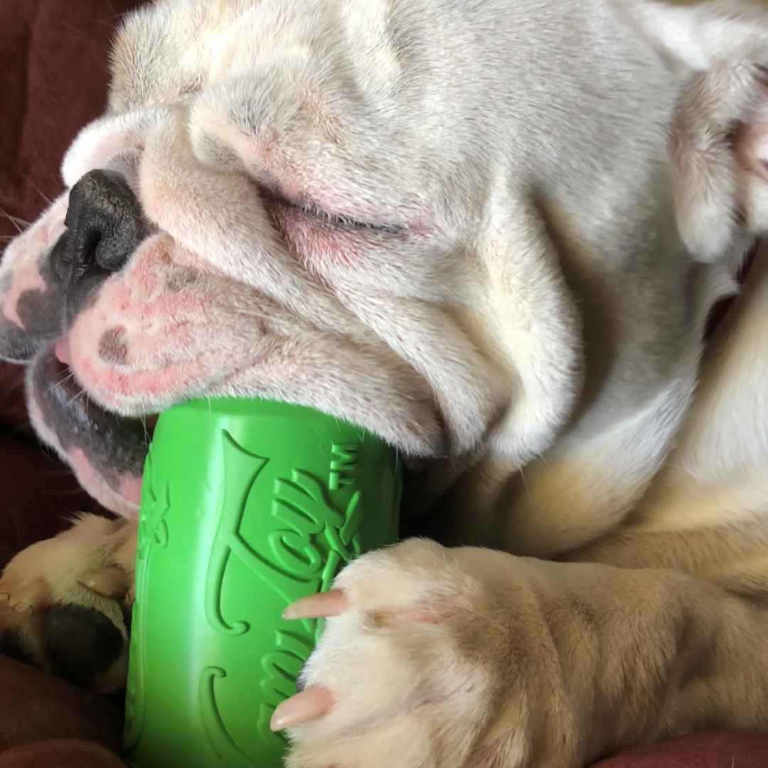 A dog chewing on the Sodapup Soda Can dog toy in large green.