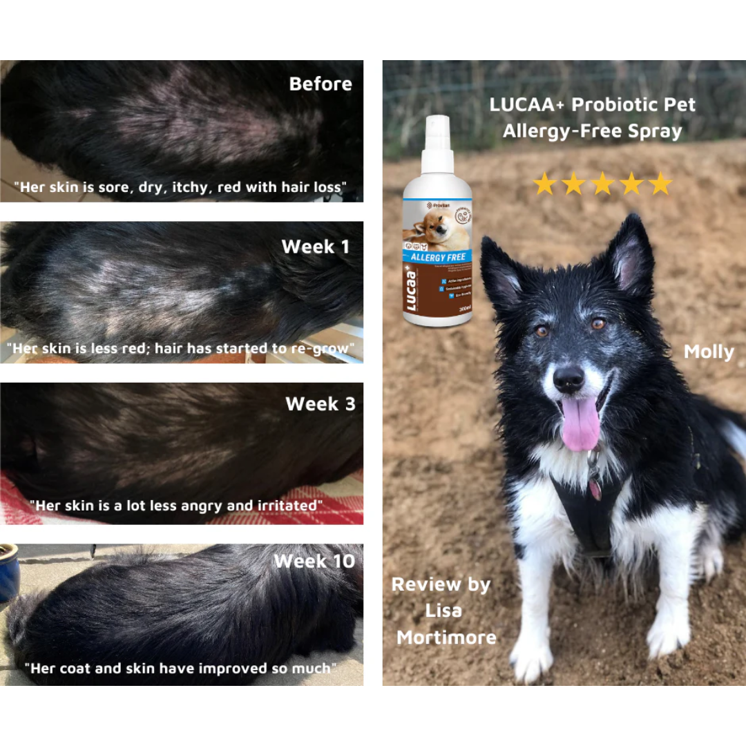 Probiotic Allergen Free Pet Spray | Provilan Lucaa+