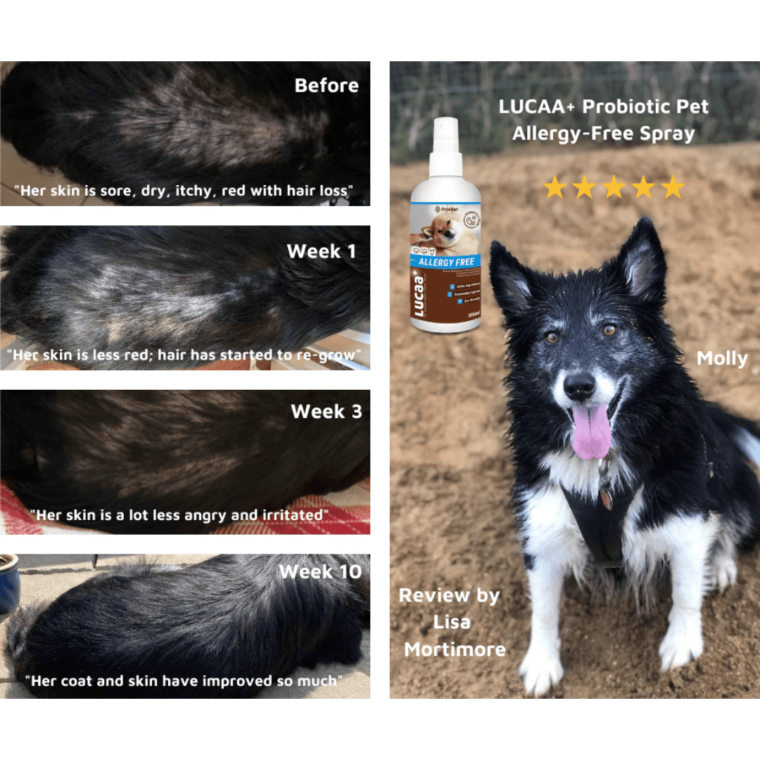 Probiotic Allergen Free Pet Spray | Provilan Lucaa+