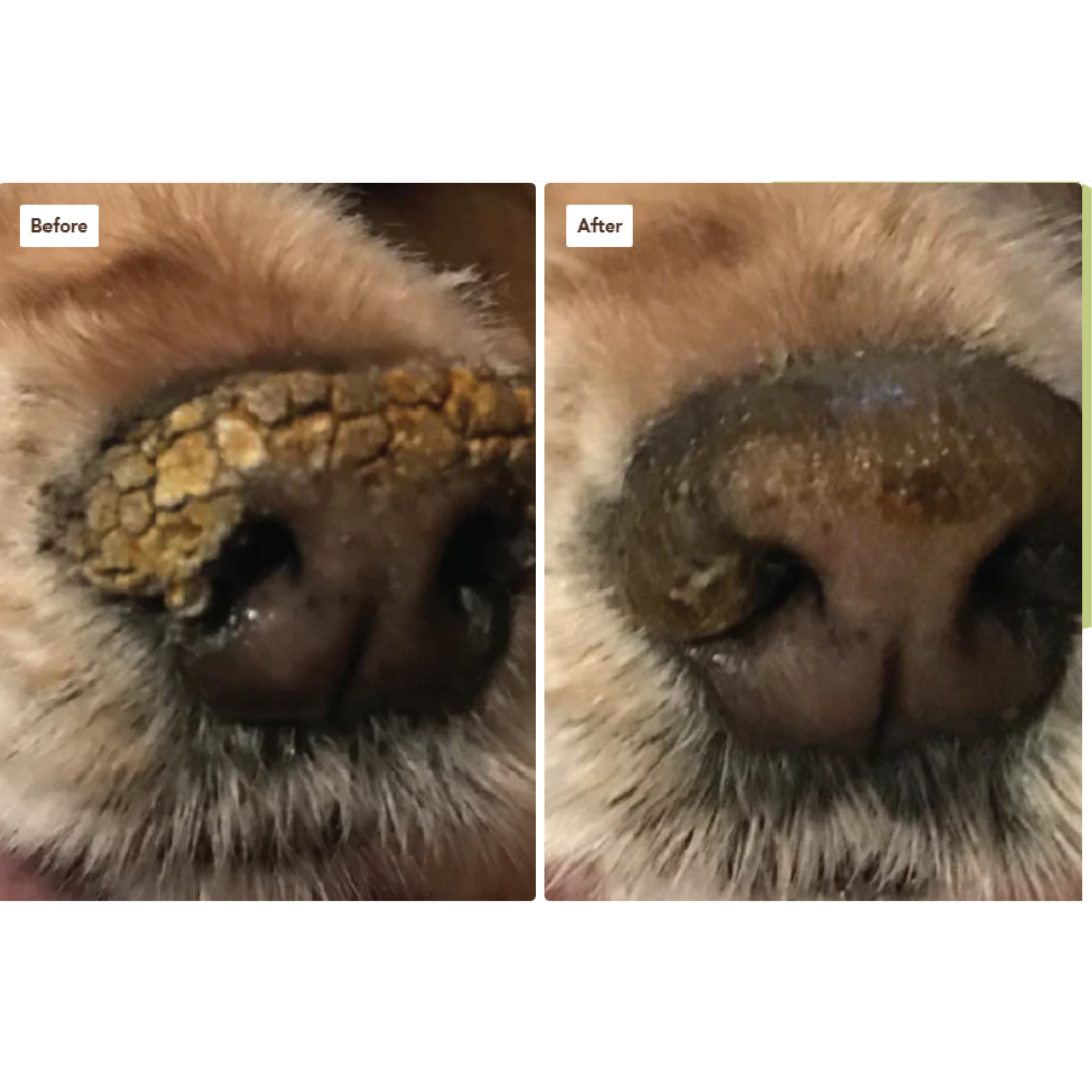 Before photo if a dry, cracked nose. After showing the nose is smooth with no cracks