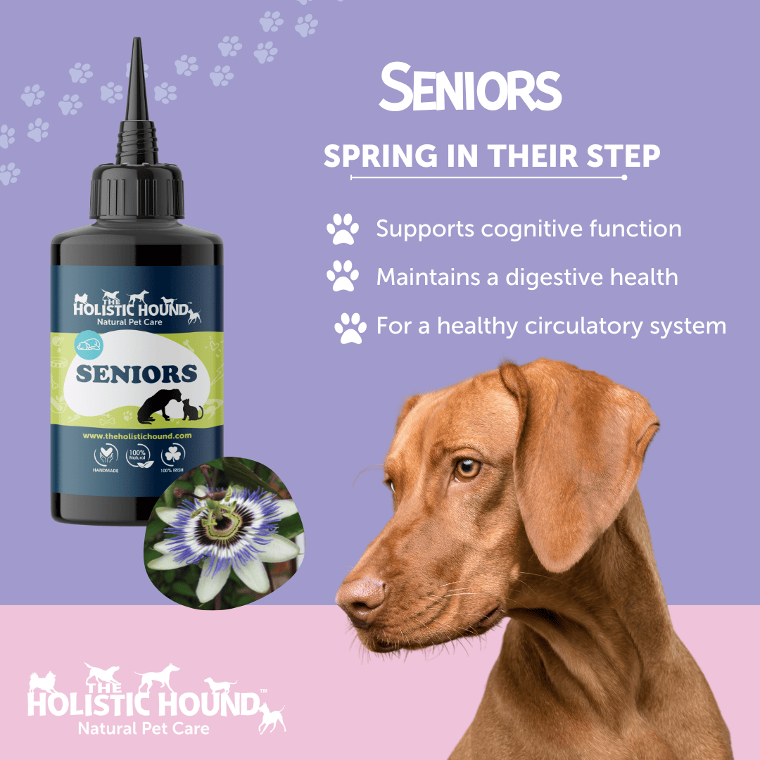 Holistic Hound Fundamentals Seniors supplement for dogs and a Weimaraner.