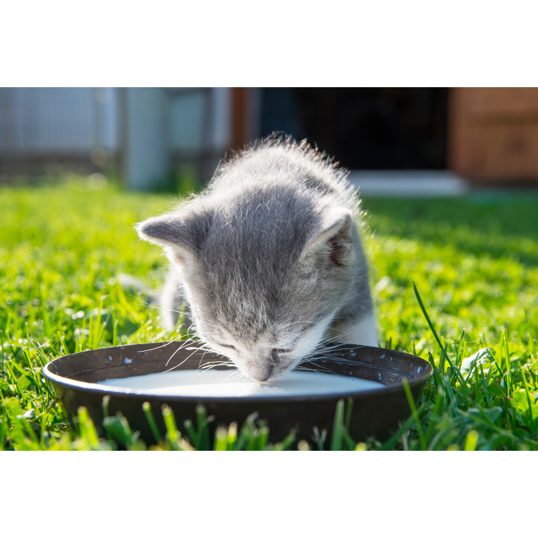 A kitten drinking milk from a dish.