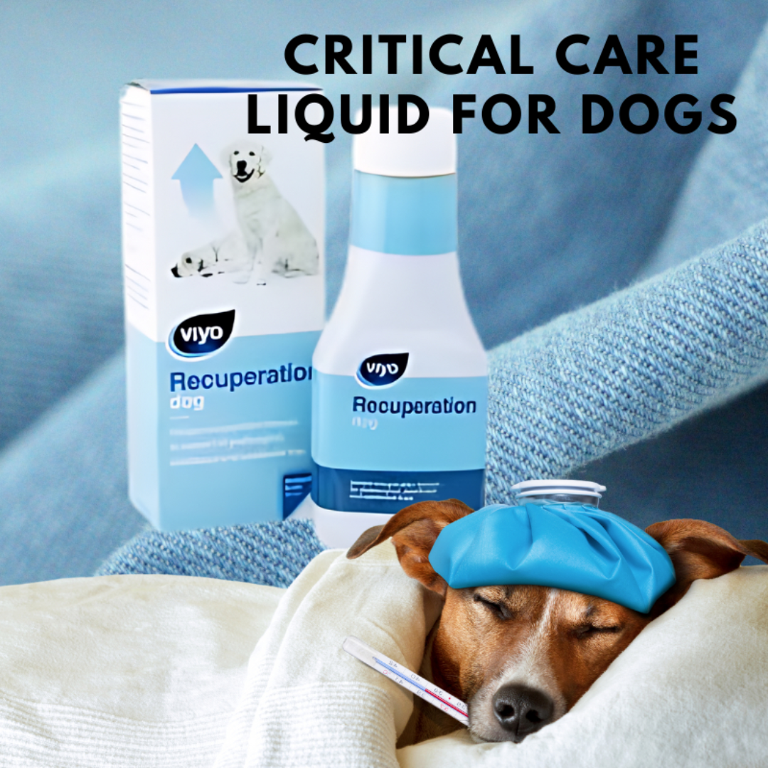 Viyo Recuperation Dog, the bottle and the box. There is image of a sleeping dog with a thermometer and an ice pack on their head.