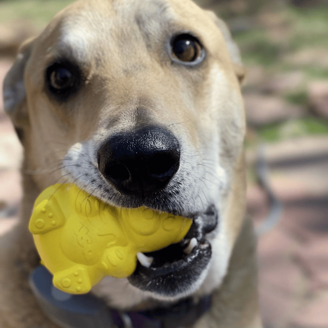 A dog chewing on th Sodapup Honey Bear Chew Toy