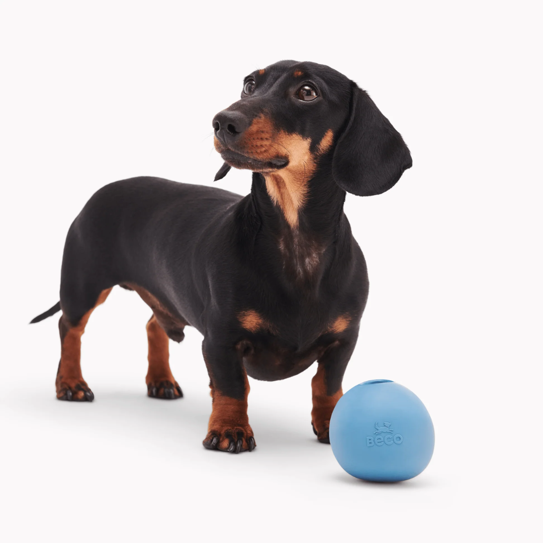 Dachshund standing in front of a natural rubber wobble bowl.