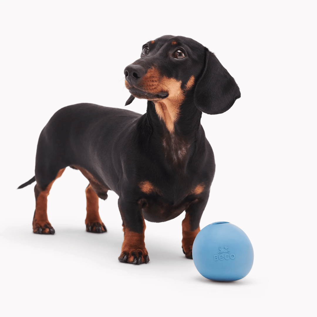 Dachshund standing in front of a natural rubber wobble bowl.