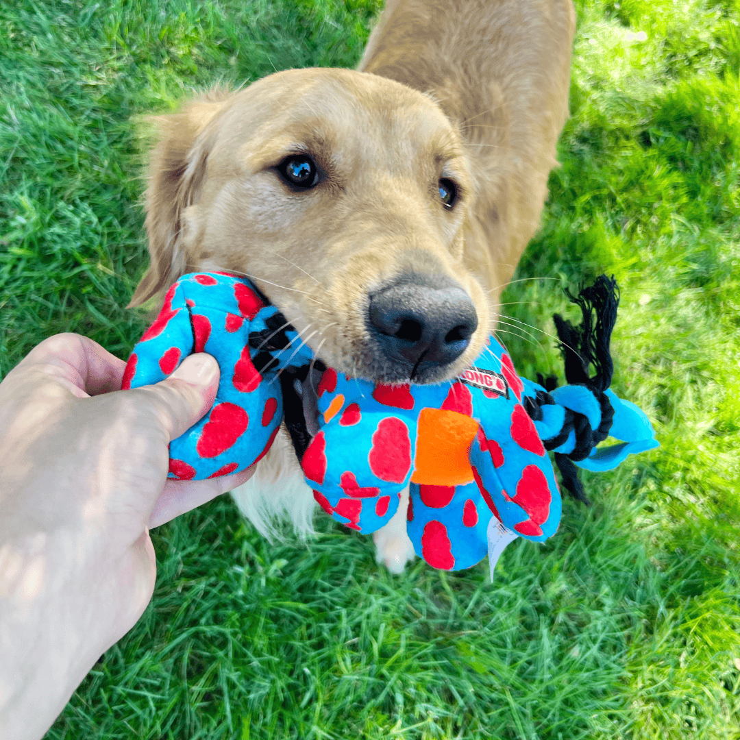 Retriever taking the Kong Signature Dynos toy from a person's hand.