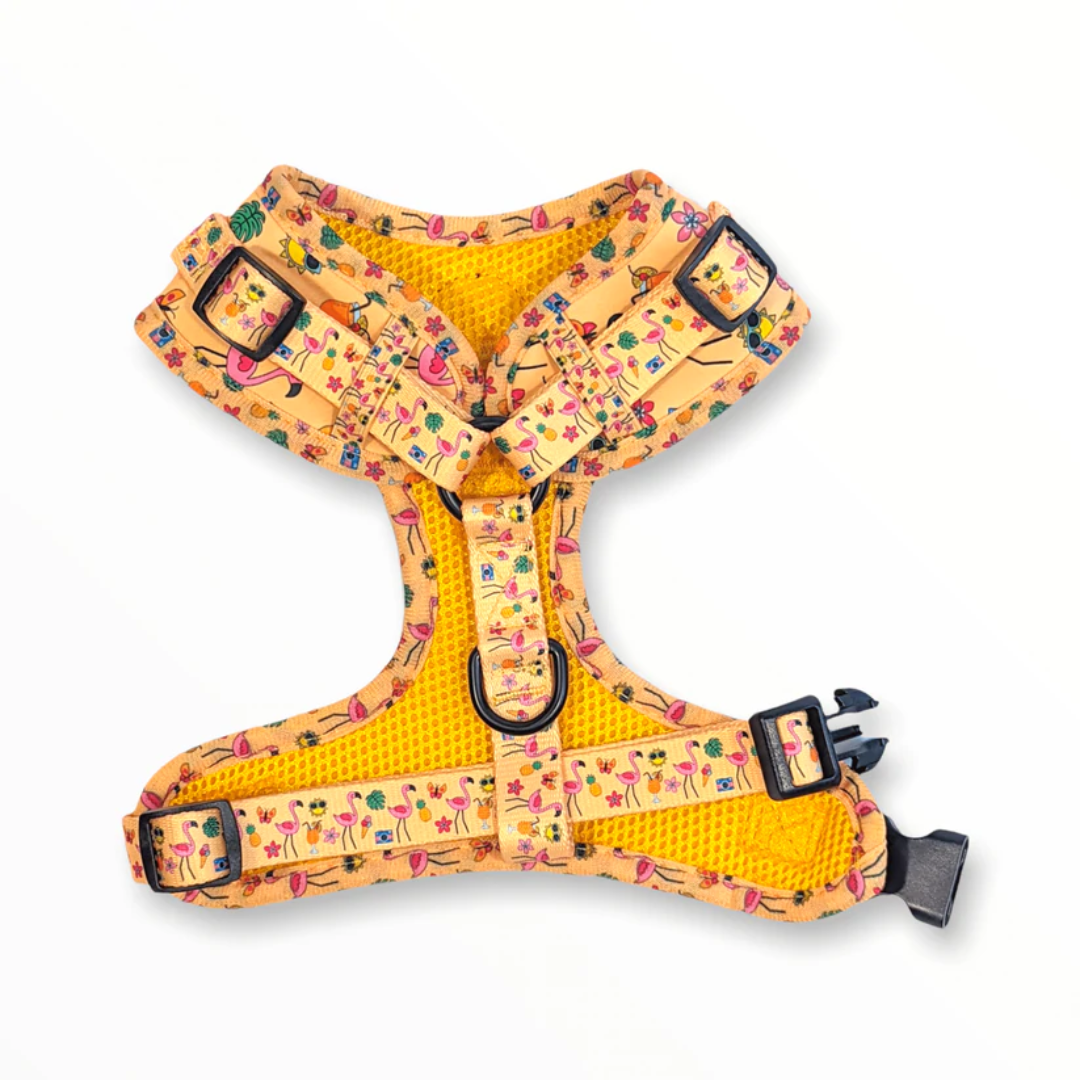 Zelda and Harley Yellow Club Pupicana Harness