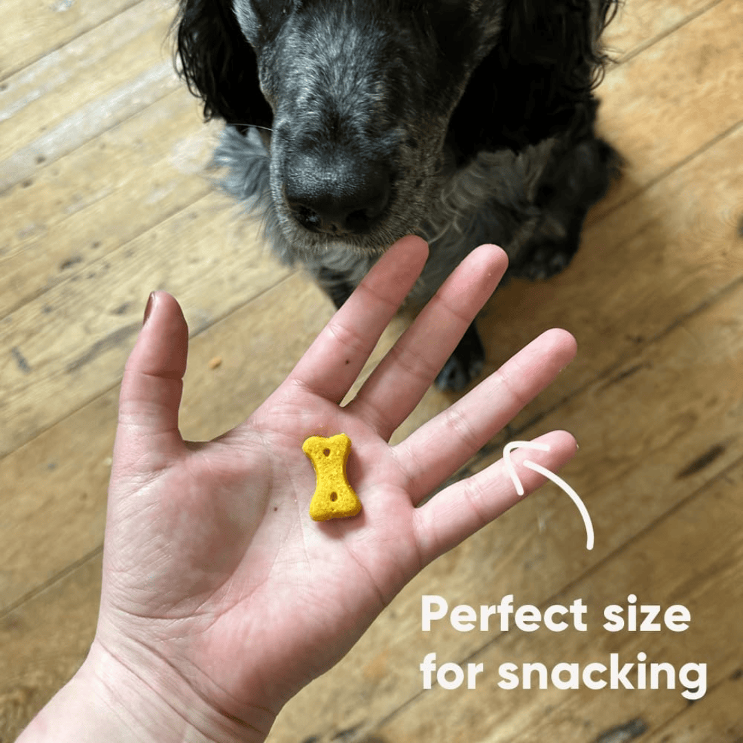 A human hand holding one loose Beco Peanut with Coconut & Turmeric Dog Treat, there is a dog waiting for the treat in the background. "perfect size for snacking" written on the photo