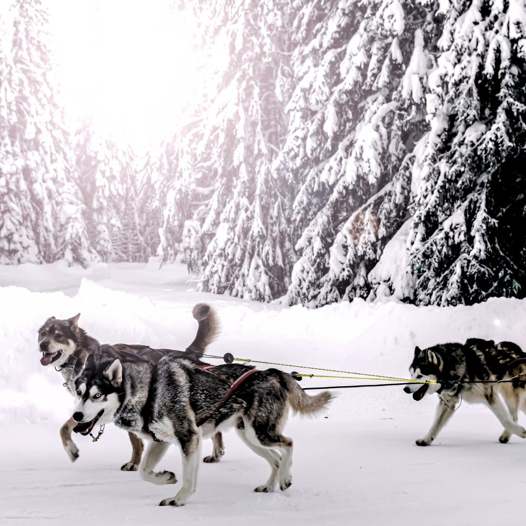Image of huskies pulling a sled in the snow. From Alpha Spirit website