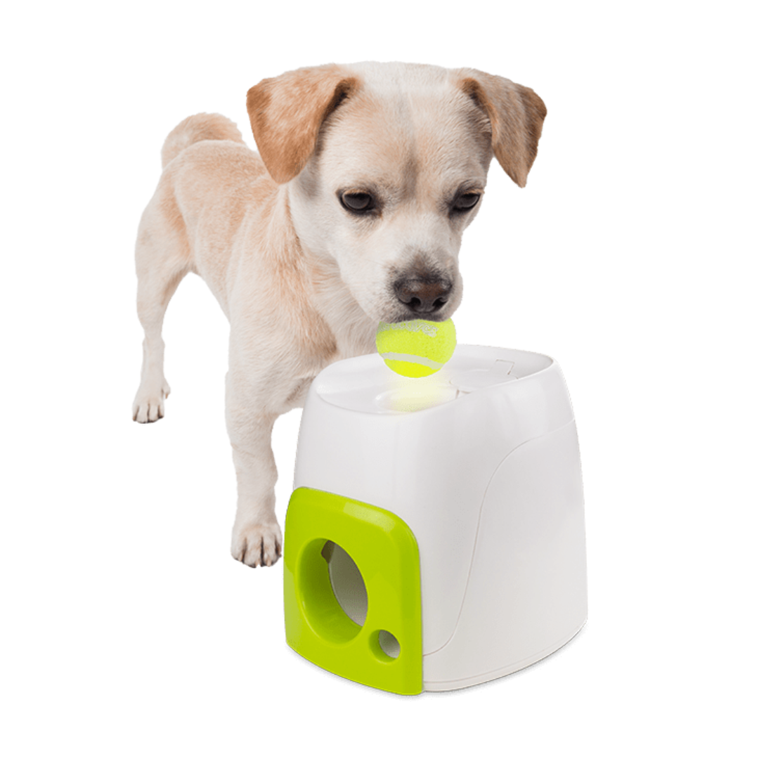 AFP Interactive Fetch and Treat