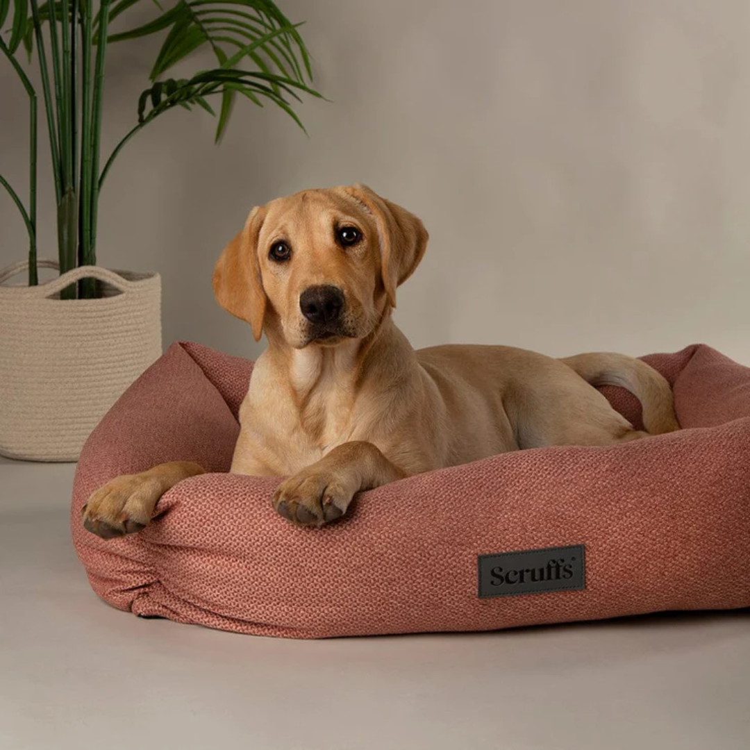 Yellow labrador puppy in a coral Scruffs Seattle box bed, with a houseplant in the background.