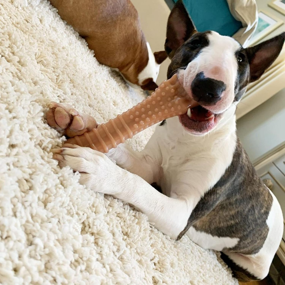 Nylabone Dura Chew Souper