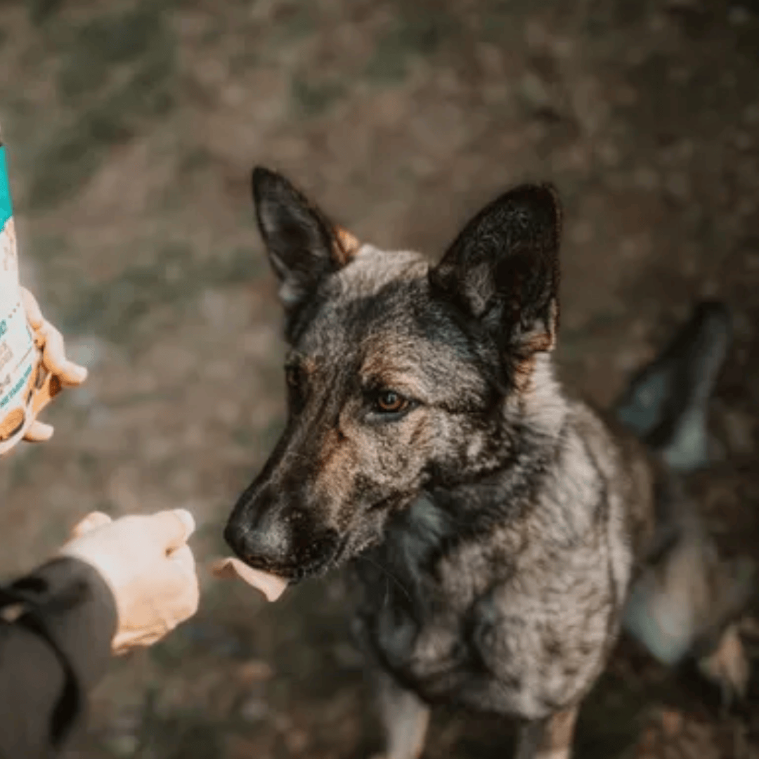 An owner feeding their dog a Carnilove Duck with Rosemary soft snacks. They are in the forest.