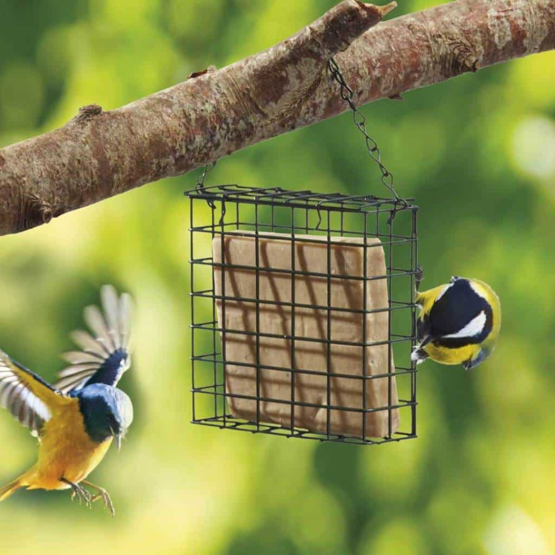 Supa Wild Bird Suet Block Holder