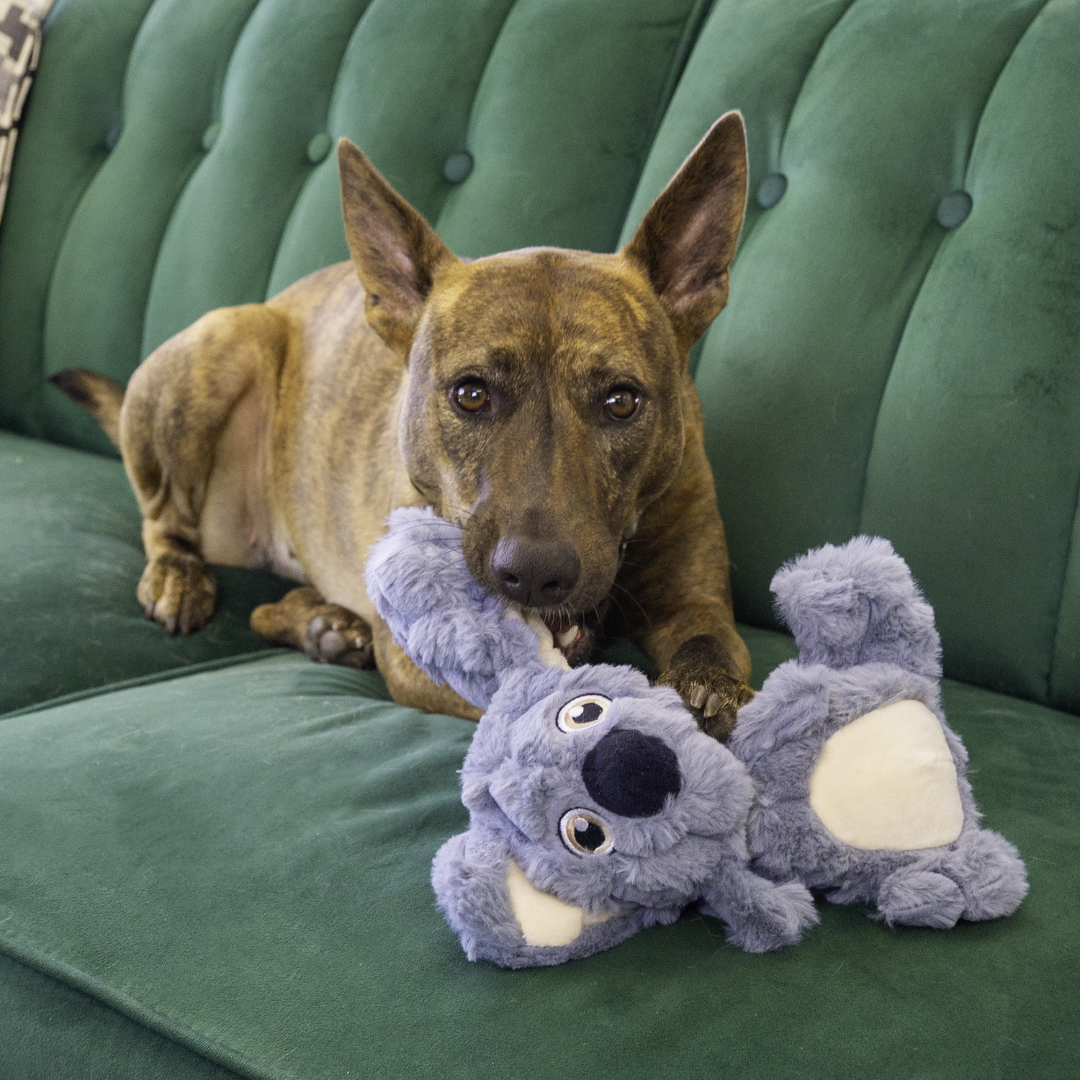 A Brindle coat dog playfully tugging on the Kong scrumplez Koala's ear. They are on a green velvet couch