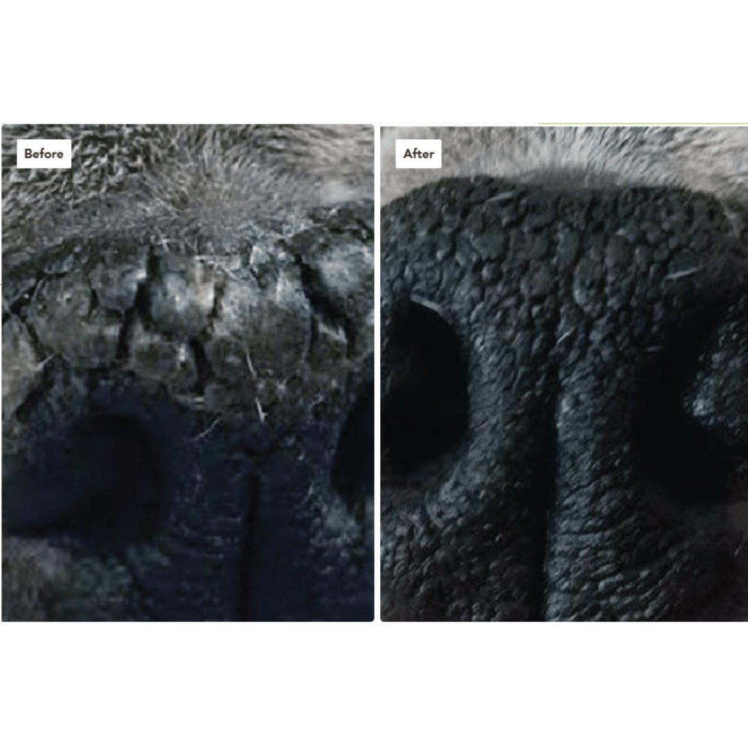 Before photo if a dry, cracked nose. After showing the nose is smooth with no cracks