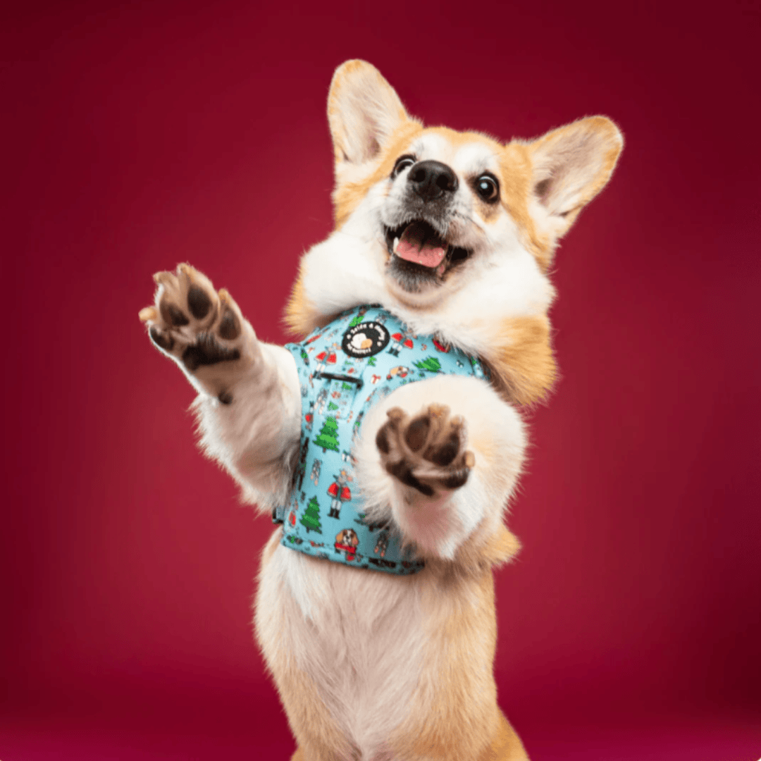 Zelda and Harley Muttcracker Christmas Harness