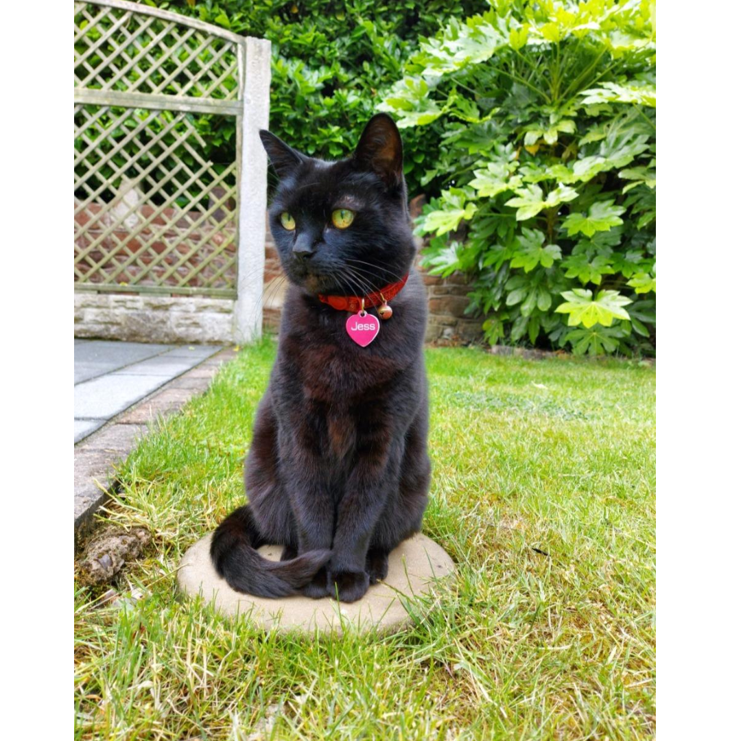 Red Reflective Safety Cat Collar