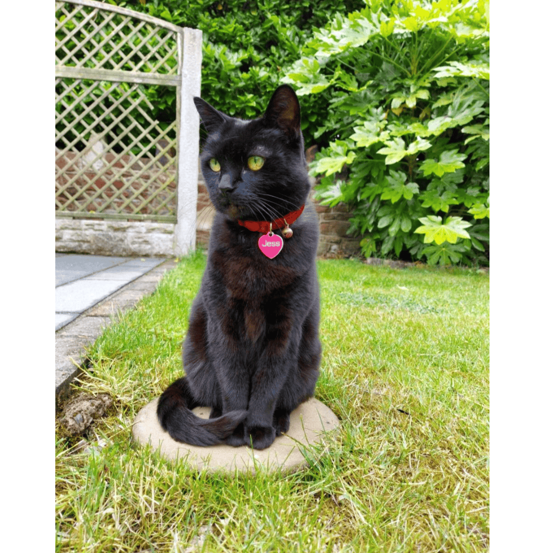 Red Reflective Safety Cat Collar