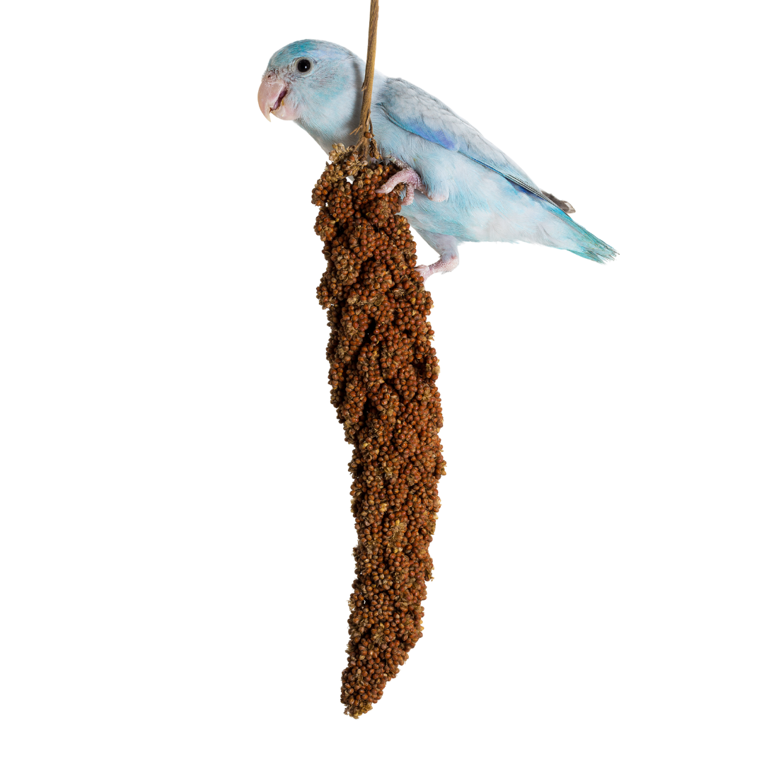 Vitakraft Yellow Foxtail Millet Spray