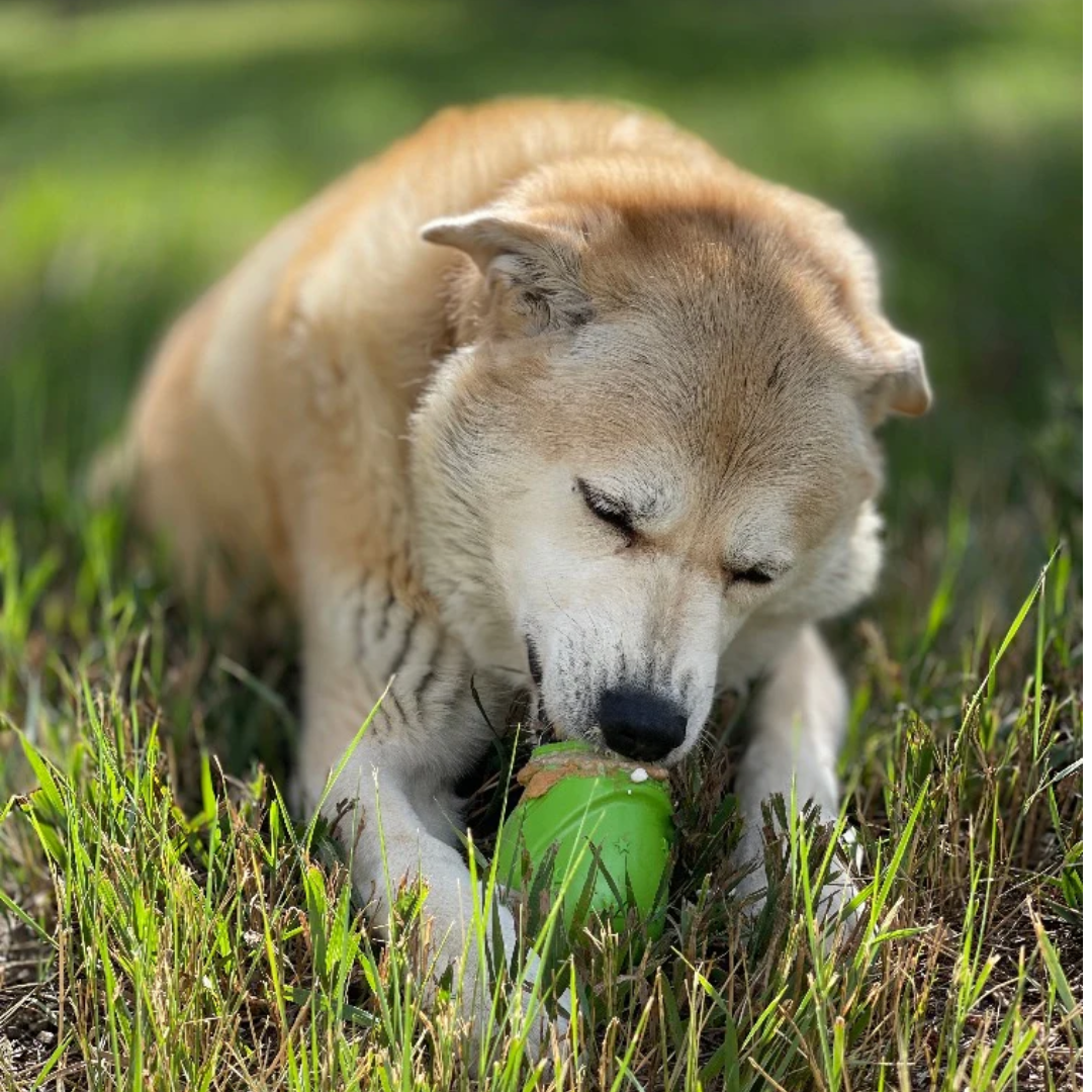 A dog eating from the SodaPup Gnome Chew and Treat Dispenser outside on the grass