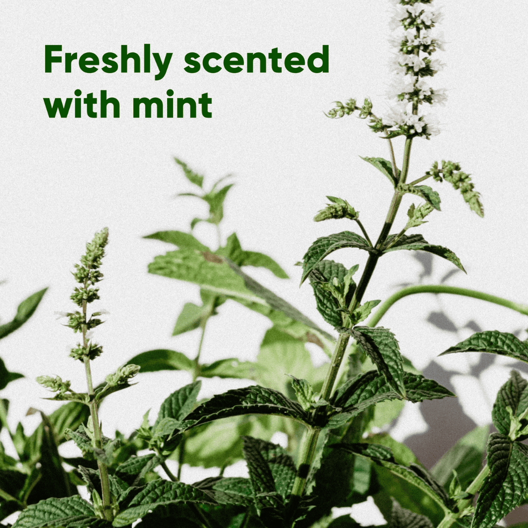 Freshly scented with mint.