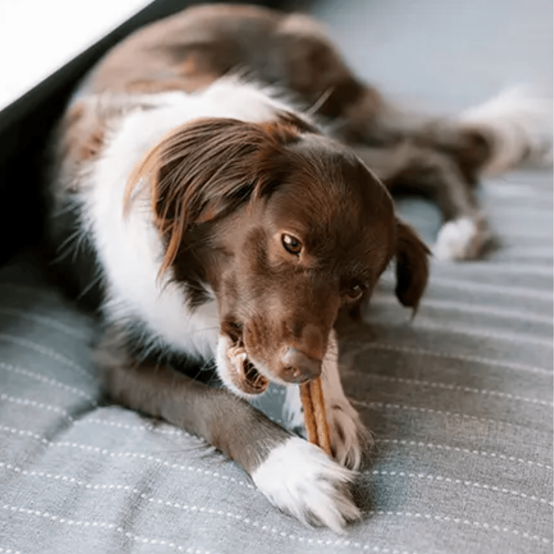 Whimzees Dental Stick
