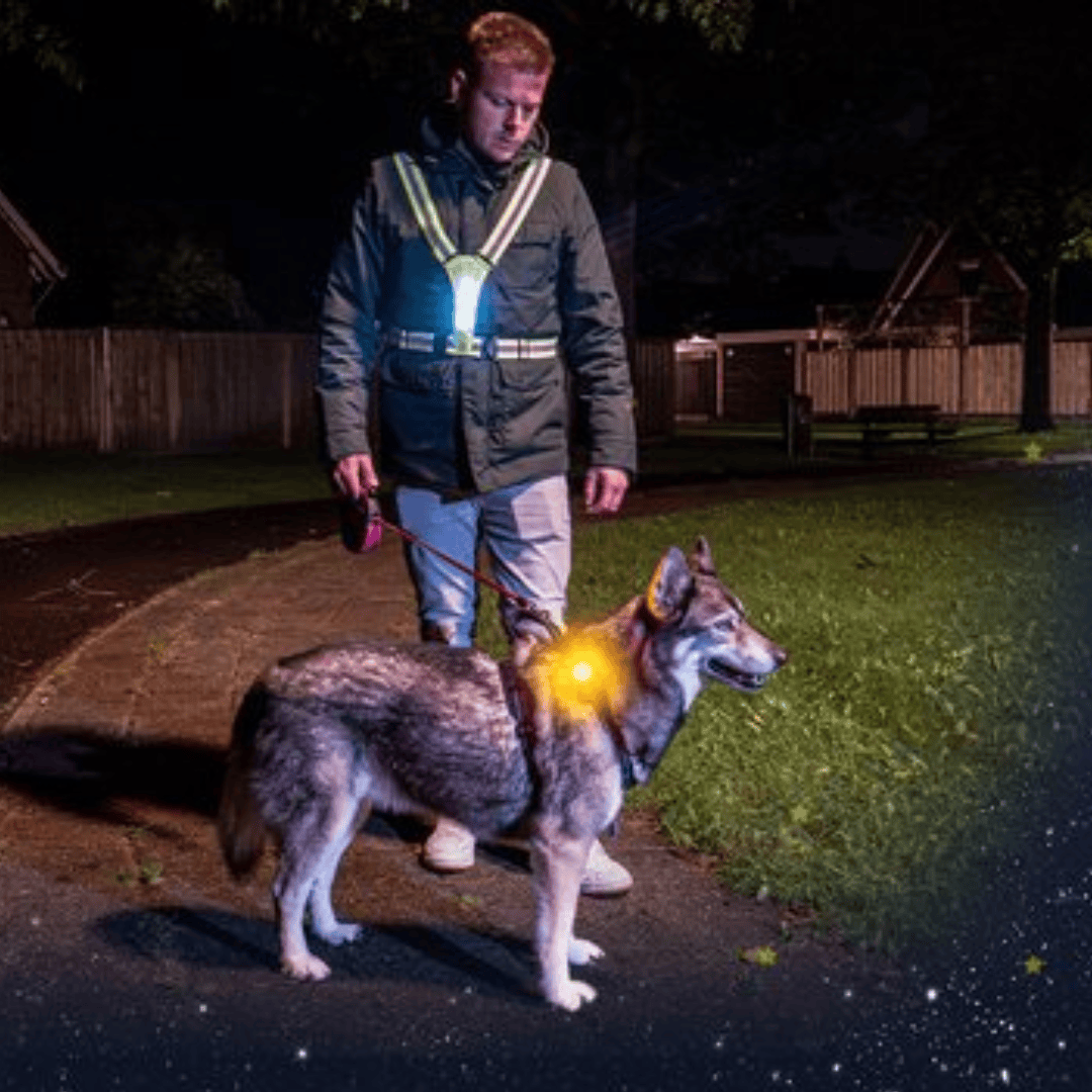 NightWalk Human Safety Light Harness
