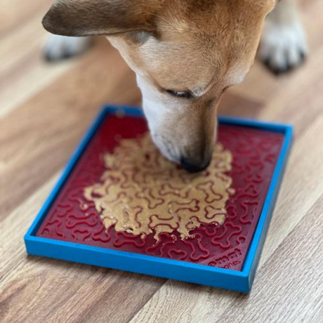 A dog licking a emat that is placed into the SodaPup Hold'em Suction Cup Holder. There is peanut butter spread over the lick mat.